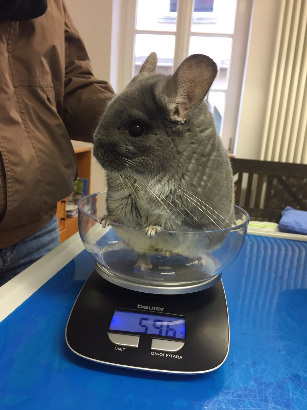 Chinchilla-Medizin | Kleintierpraxis im Fischerhaus